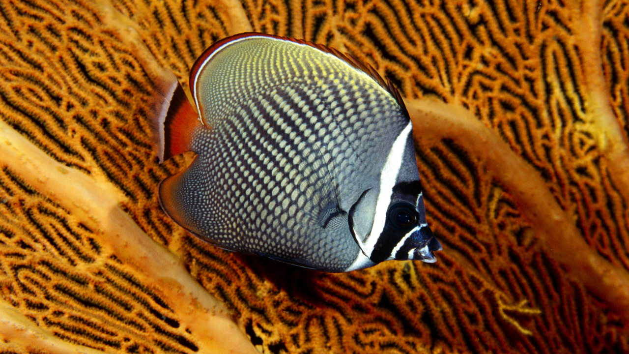 Sfondi Butterflyfish In Vietnam 1280x720