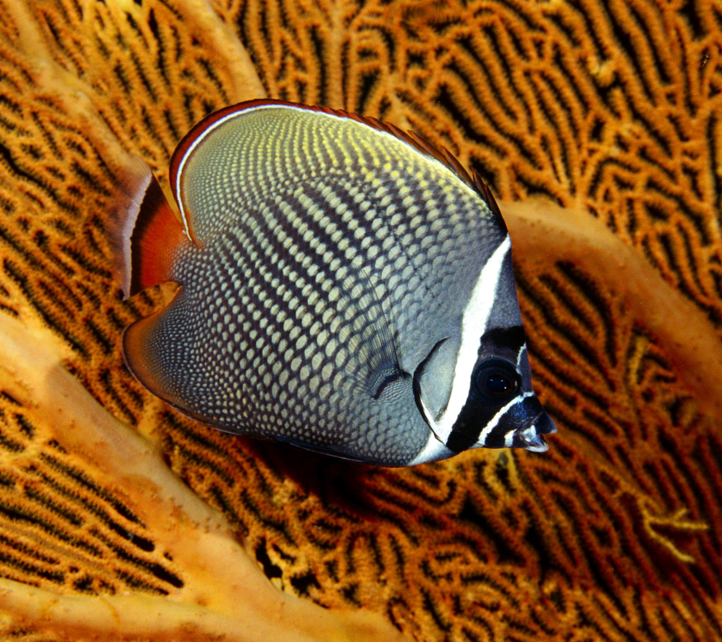 Sfondi Butterflyfish In Vietnam 1440x1280