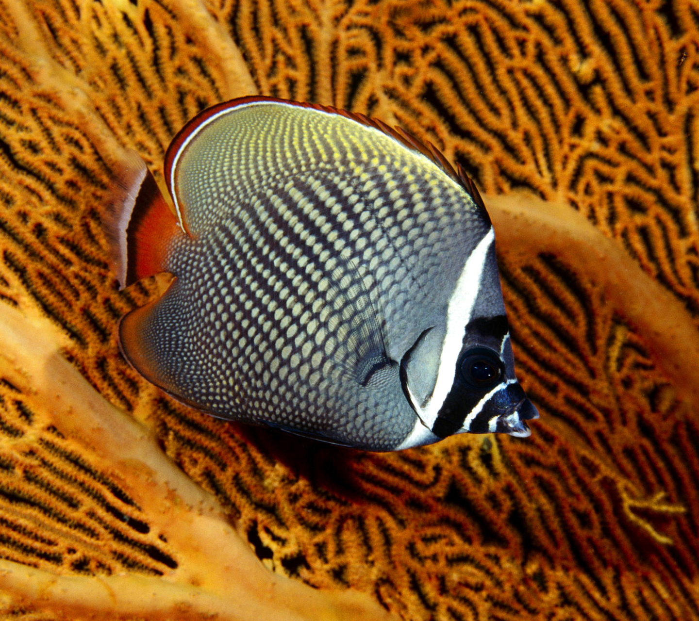 Das Butterflyfish In Vietnam Wallpaper 1440x1280