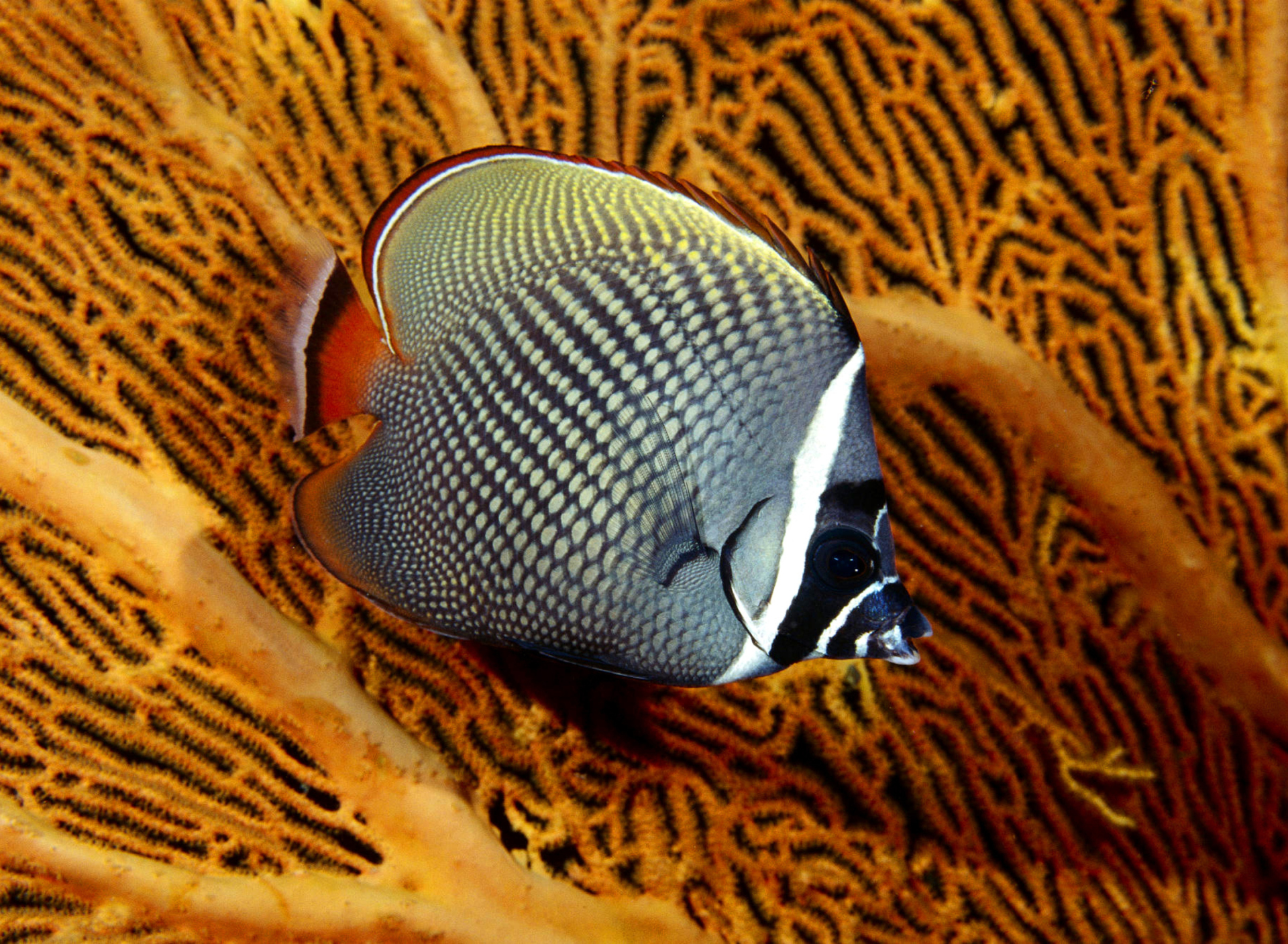 Sfondi Butterflyfish In Vietnam 1920x1408