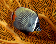 Sfondi Butterflyfish In Vietnam 220x176