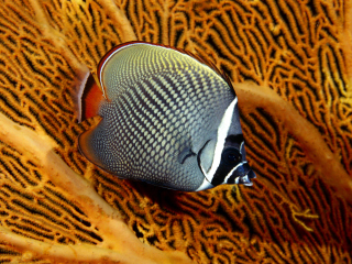 Sfondi Butterflyfish In Vietnam 320x240