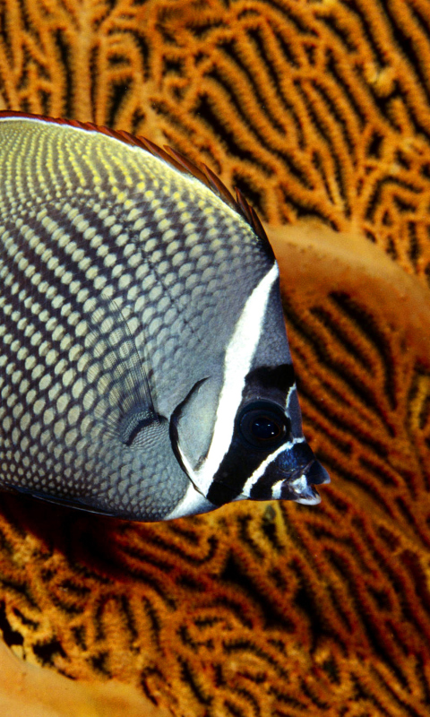 Обои Butterflyfish In Vietnam 480x800