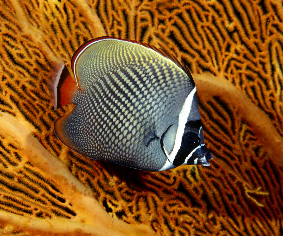 Sfondi Butterflyfish In Vietnam 960x800