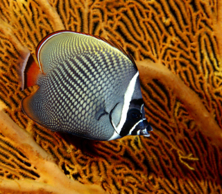 Butterflyfish In Vietnam sfondi gratuiti per 1024x1024