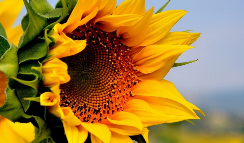 Sunflower Closeup wallpaper 1024x600