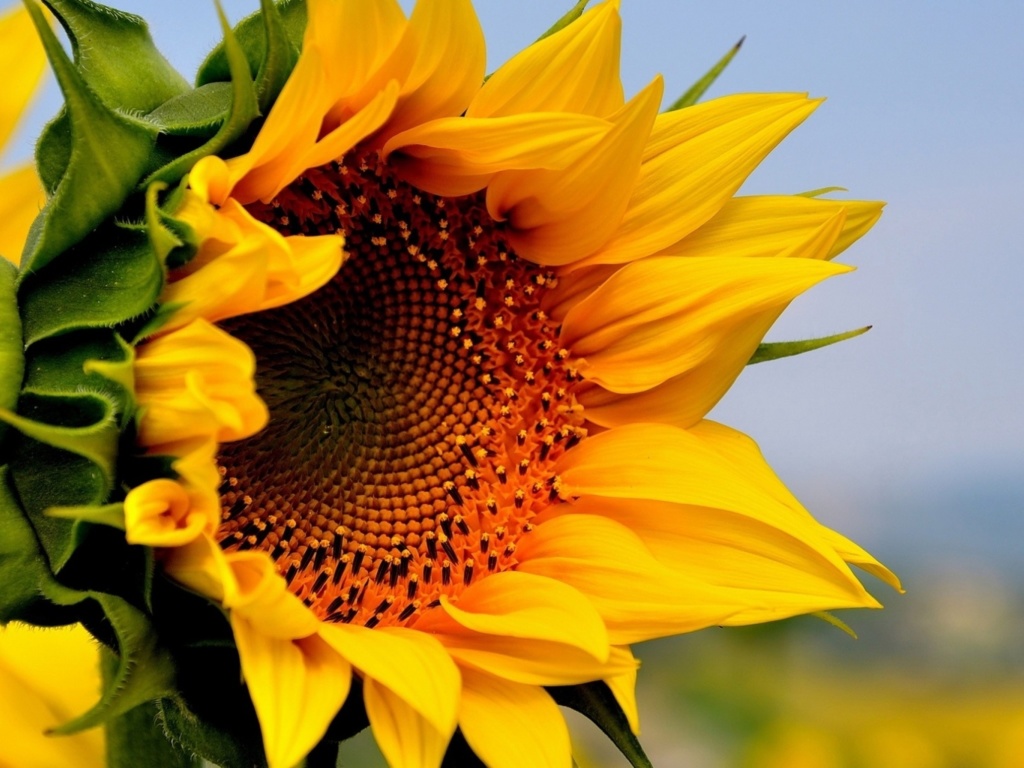 Das Sunflower Closeup Wallpaper 1024x768