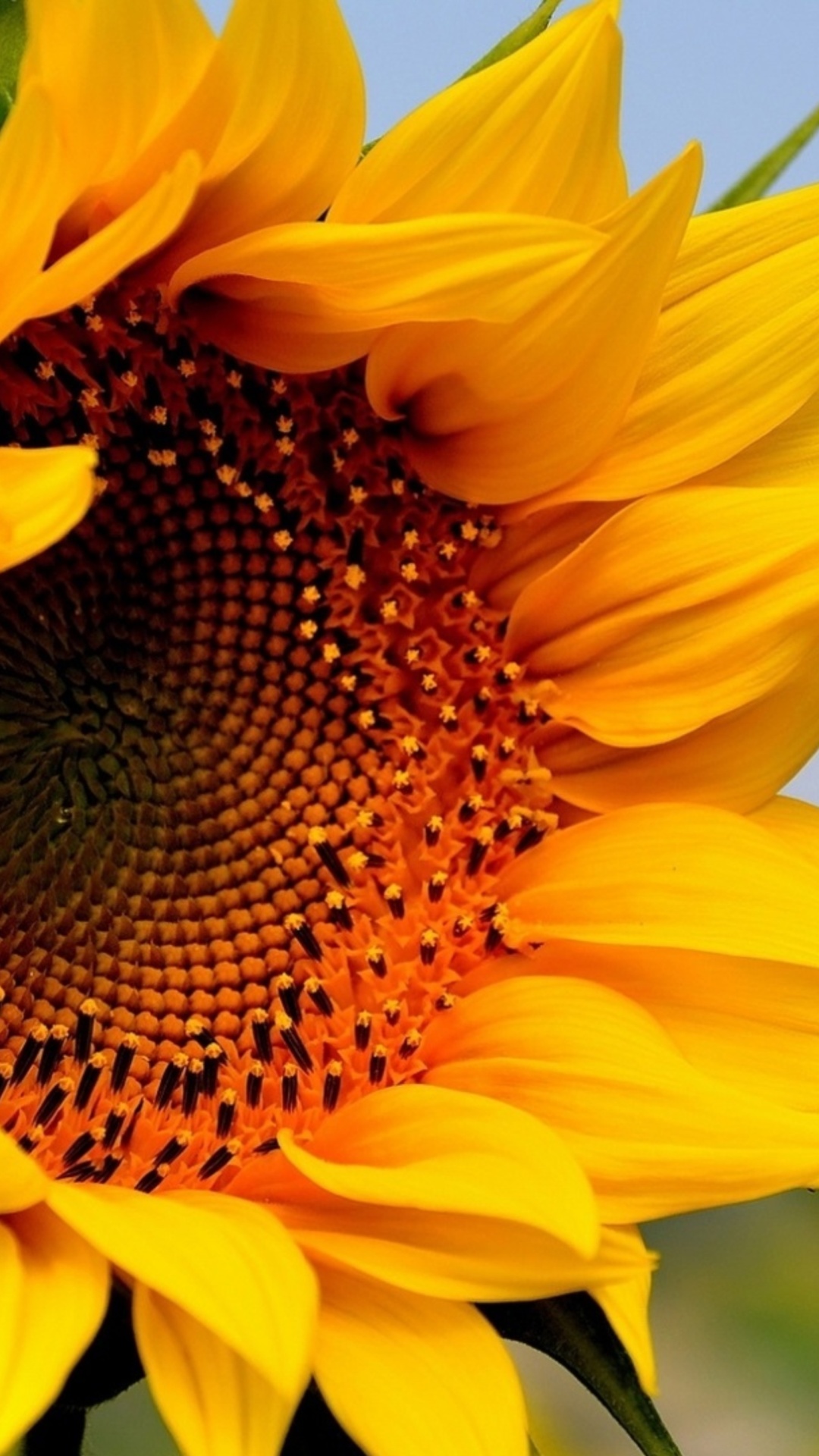 Sunflower Closeup wallpaper 1080x1920