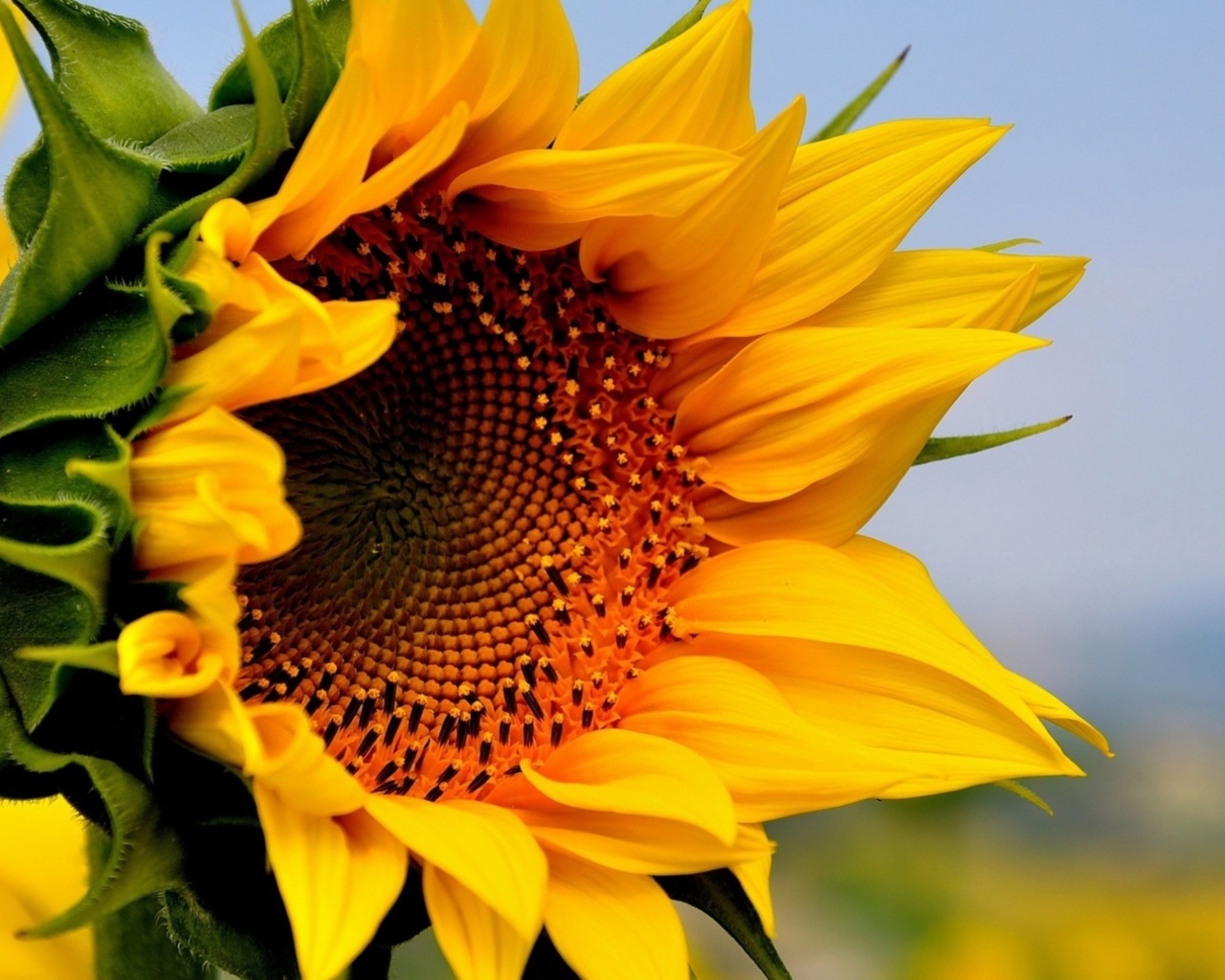 Das Sunflower Closeup Wallpaper 1280x1024