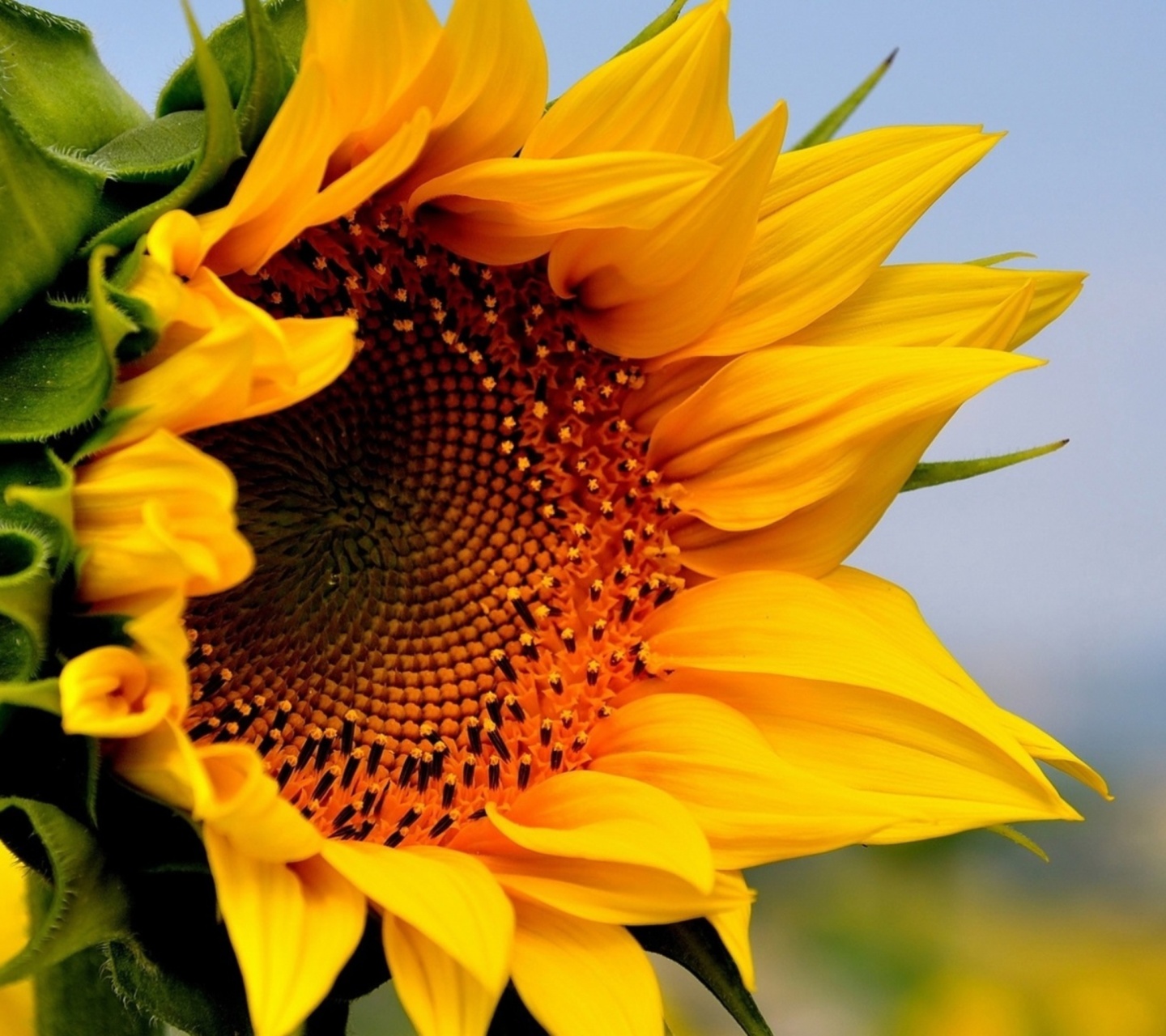 Обои Sunflower Closeup 1440x1280