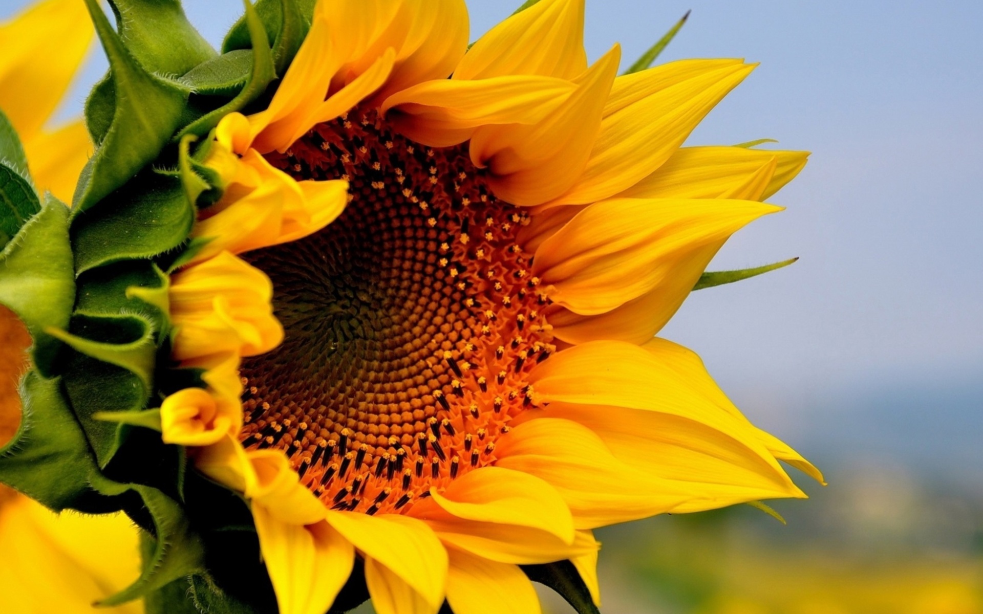 Sunflower Closeup wallpaper 1920x1200