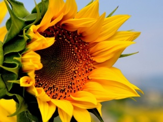 Das Sunflower Closeup Wallpaper 320x240