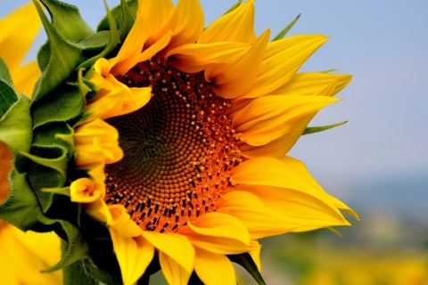 Fondo de pantalla Sunflower Closeup 480x320