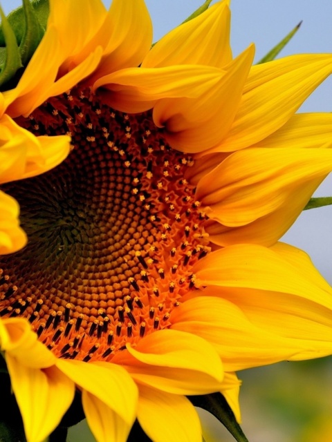 Fondo de pantalla Sunflower Closeup 480x640