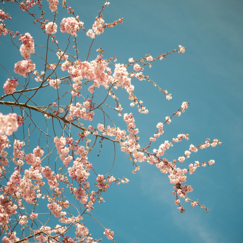 Blossom Tree wallpaper 1024x1024