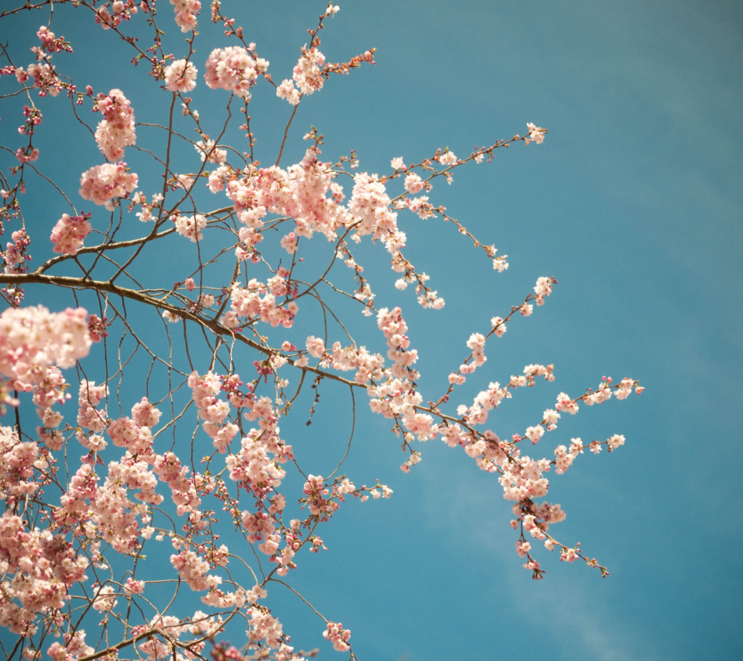 Das Blossom Tree Wallpaper 1080x960