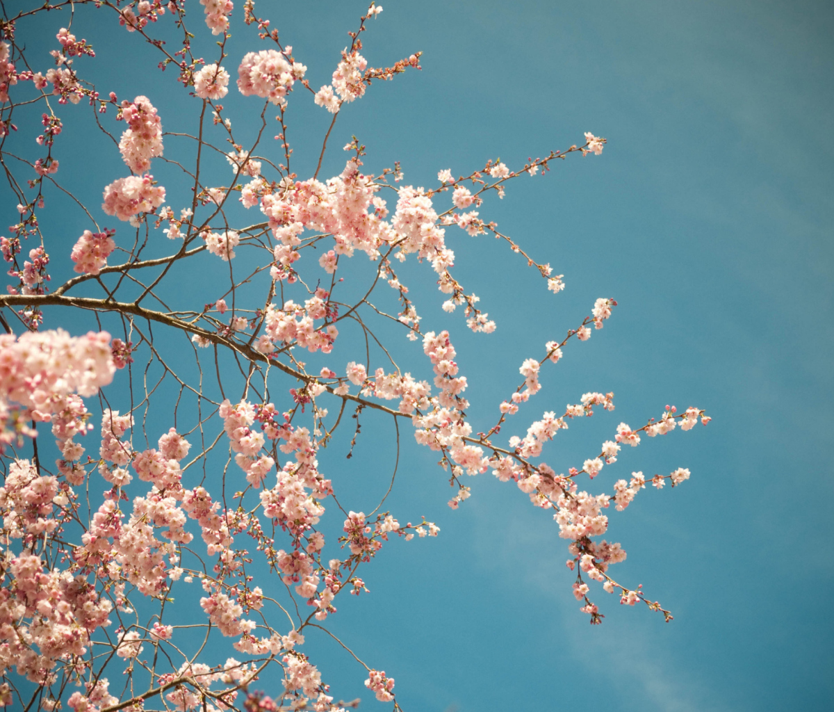 Blossom Tree wallpaper 1200x1024