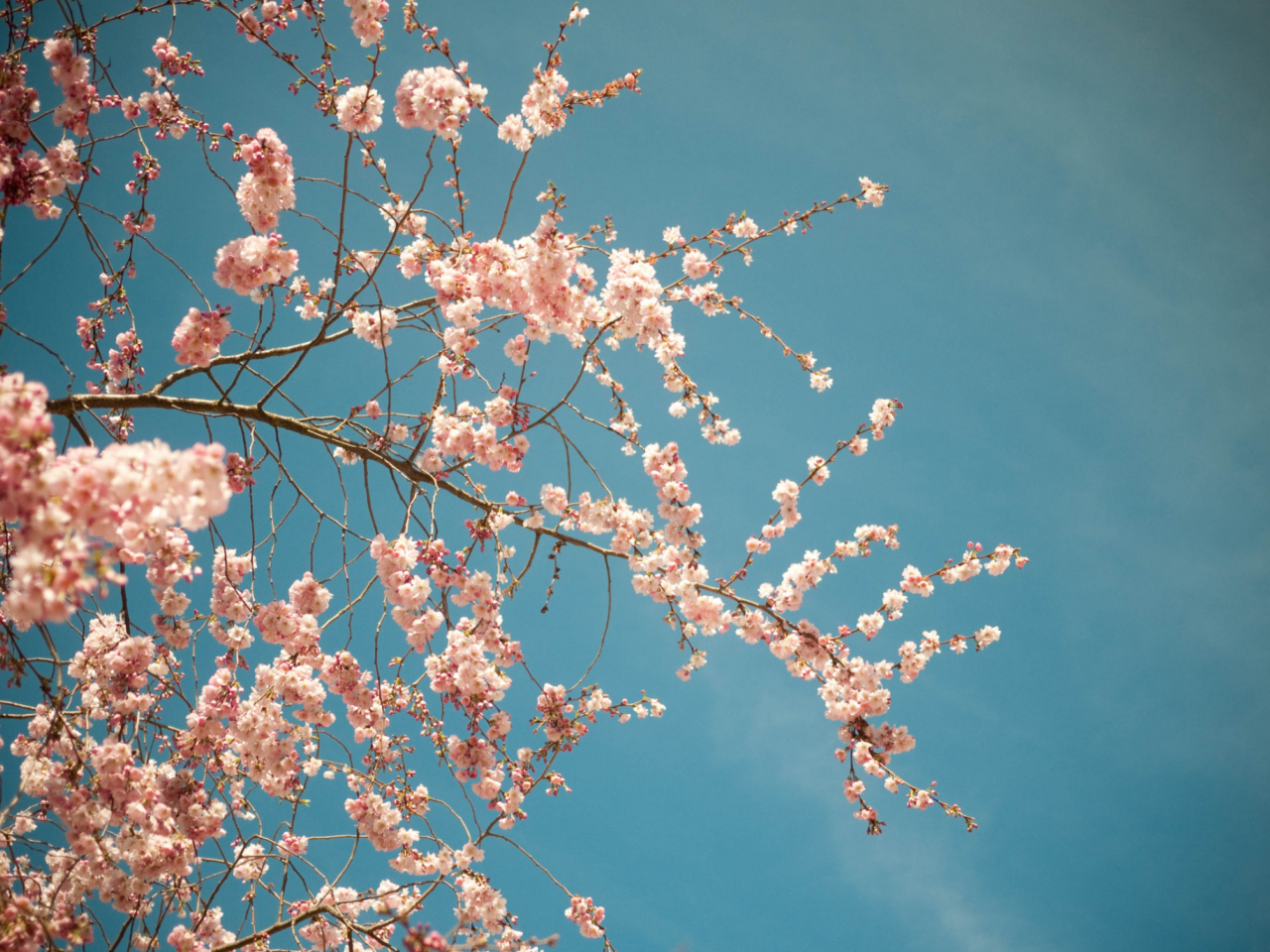 Обои Blossom Tree 1280x960