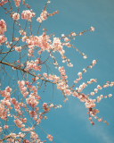 Das Blossom Tree Wallpaper 128x160