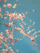 Blossom Tree wallpaper 132x176