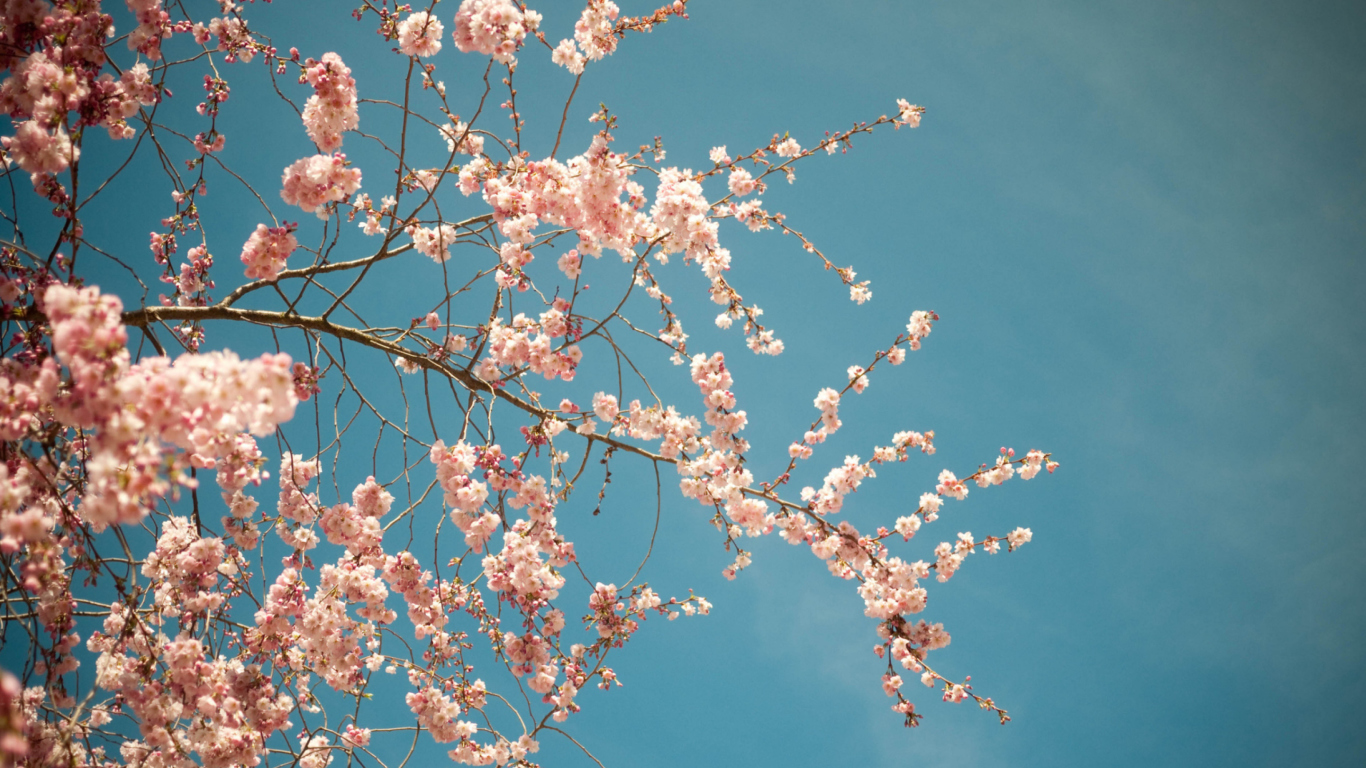 Blossom Tree wallpaper 1366x768