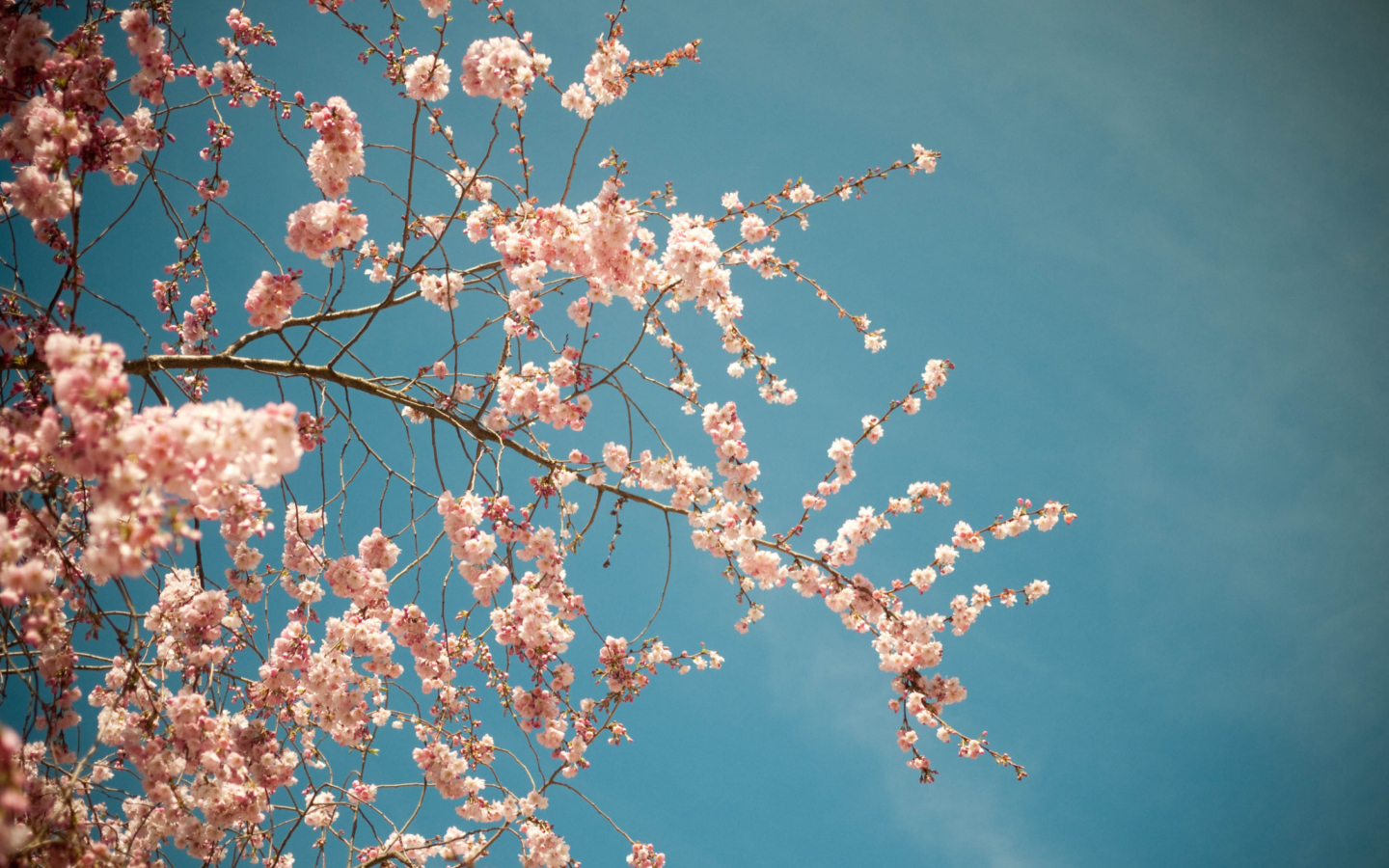 Screenshot №1 pro téma Blossom Tree 1440x900