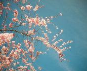Blossom Tree screenshot #1 176x144