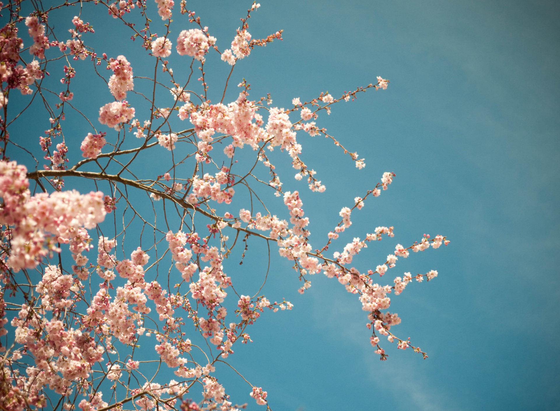 Das Blossom Tree Wallpaper 1920x1408