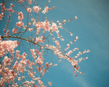 Das Blossom Tree Wallpaper 220x176