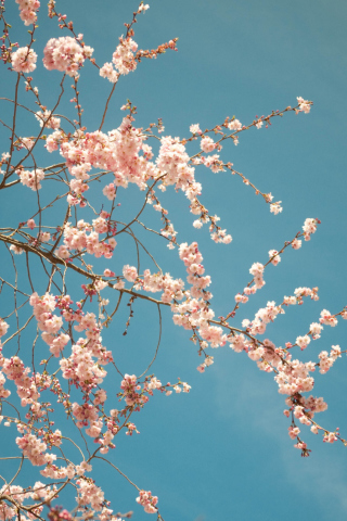 Blossom Tree wallpaper 320x480