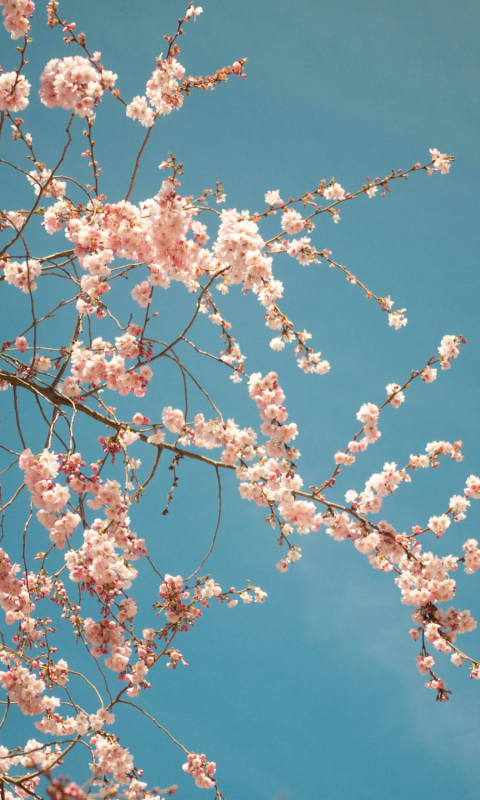 Das Blossom Tree Wallpaper 480x800