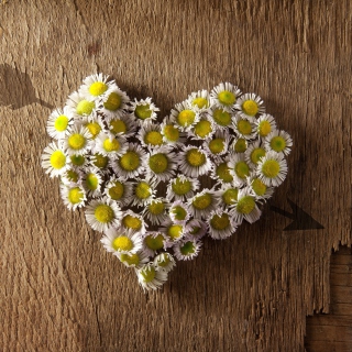 Daisy Heart sfondi gratuiti per 208x208