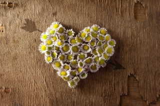 Daisy Heart Picture for Android, iPhone and iPad