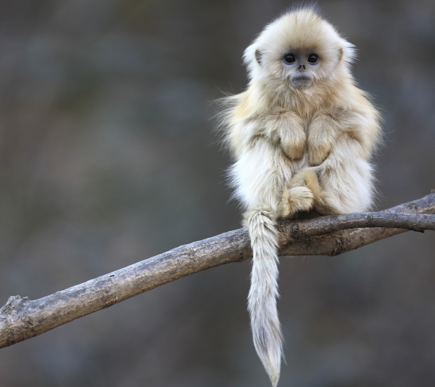 Das Cute Little Monkey Is Cold Wallpaper 1440x1280