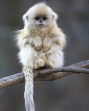 Обои Cute Little Monkey Is Cold 176x220
