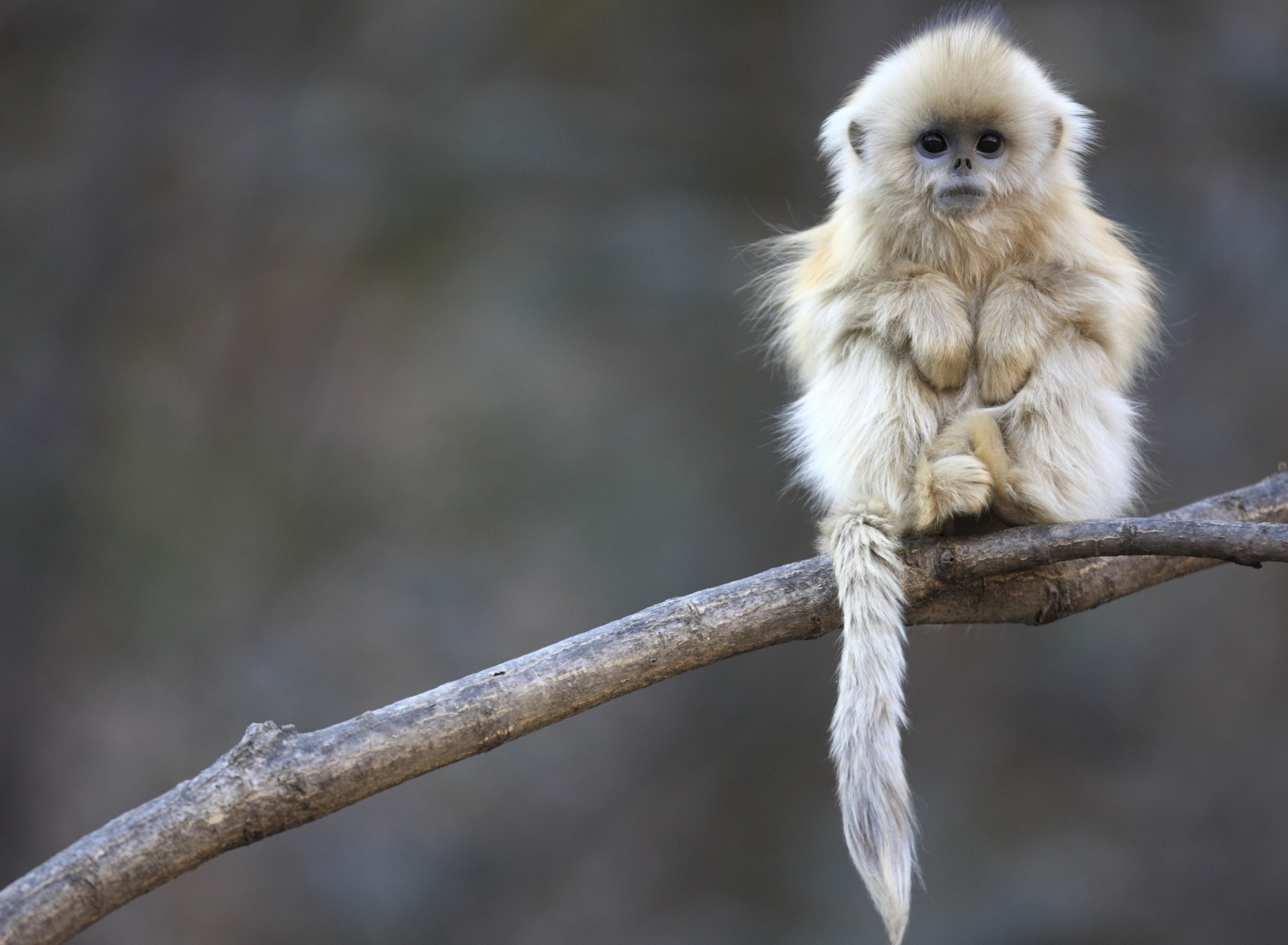 Обои Cute Little Monkey Is Cold 1920x1408