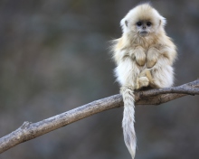 Sfondi Cute Little Monkey Is Cold 220x176