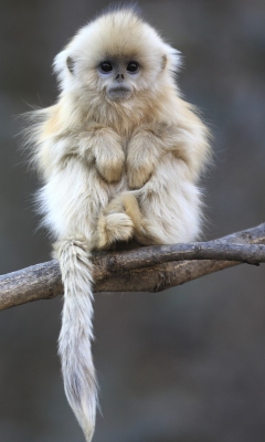 Cute Little Monkey Is Cold screenshot #1 240x400