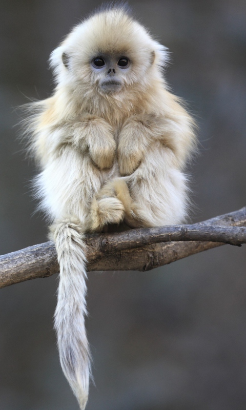 Cute Little Monkey Is Cold screenshot #1 480x800