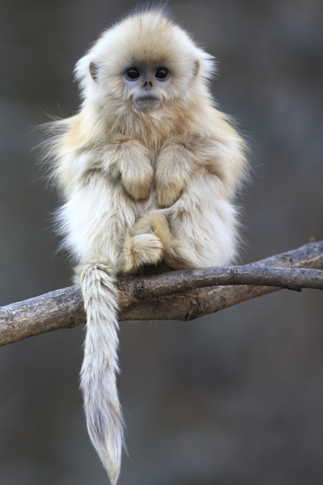 Fondo de pantalla Cute Little Monkey Is Cold 640x960