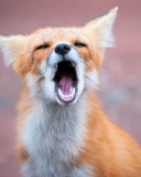 Обои Yawning Fox 128x160