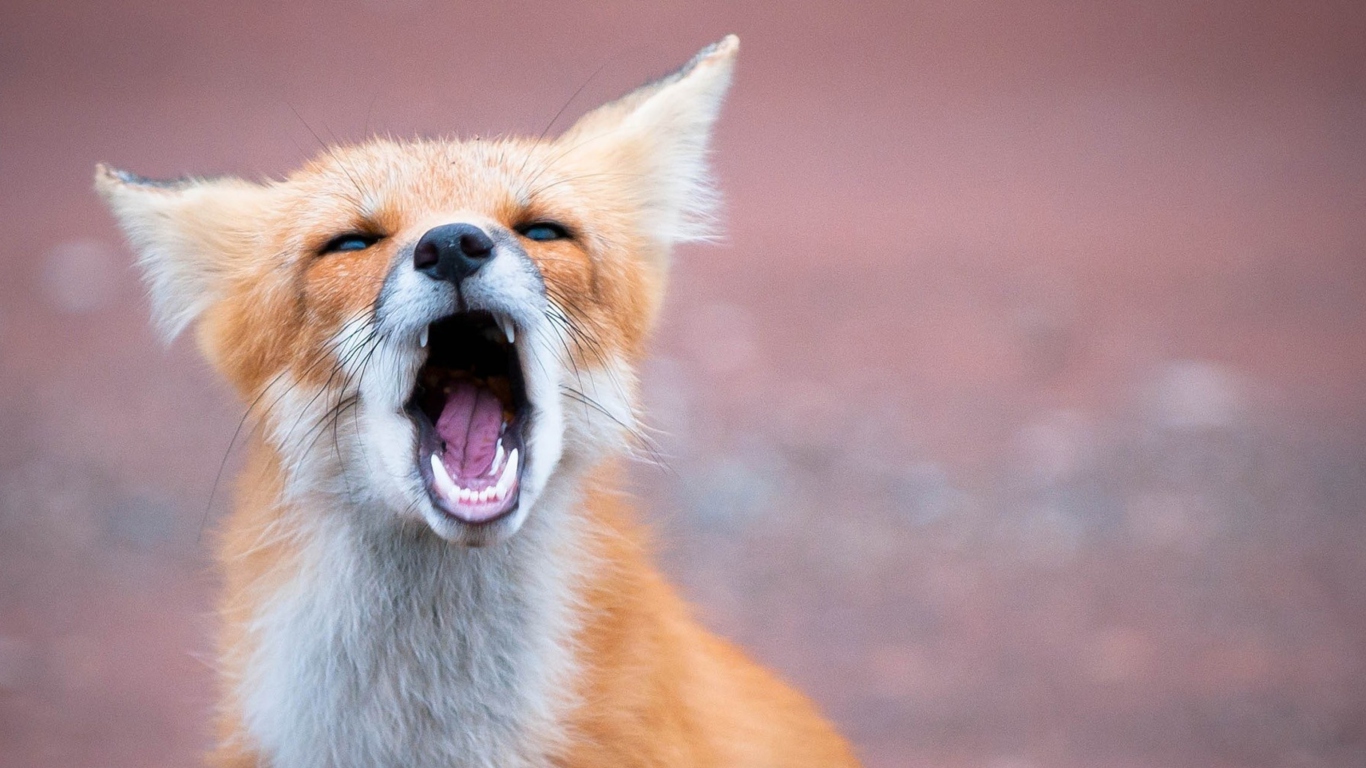 Yawning Fox wallpaper 1366x768