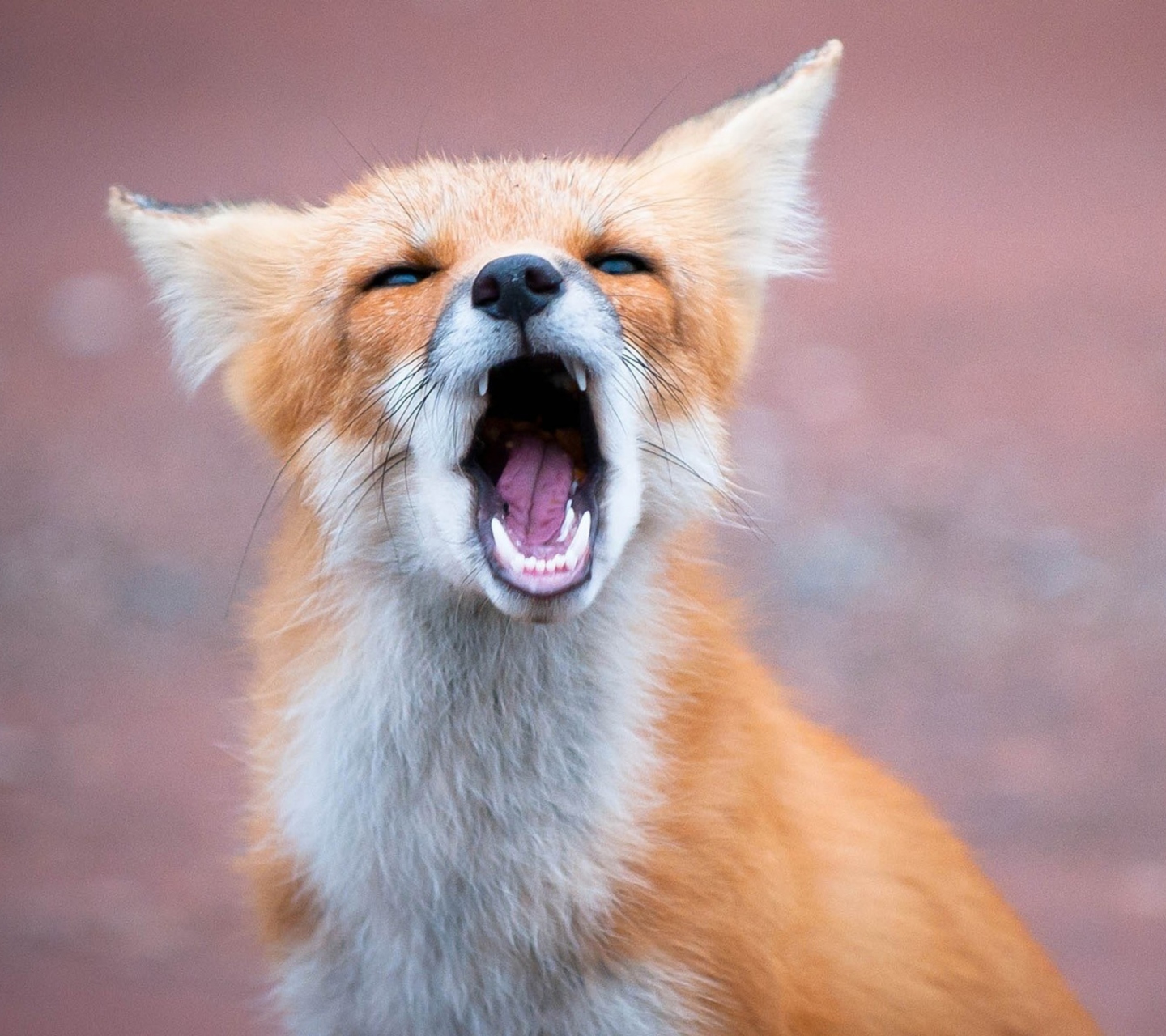 Yawning Fox wallpaper 1440x1280