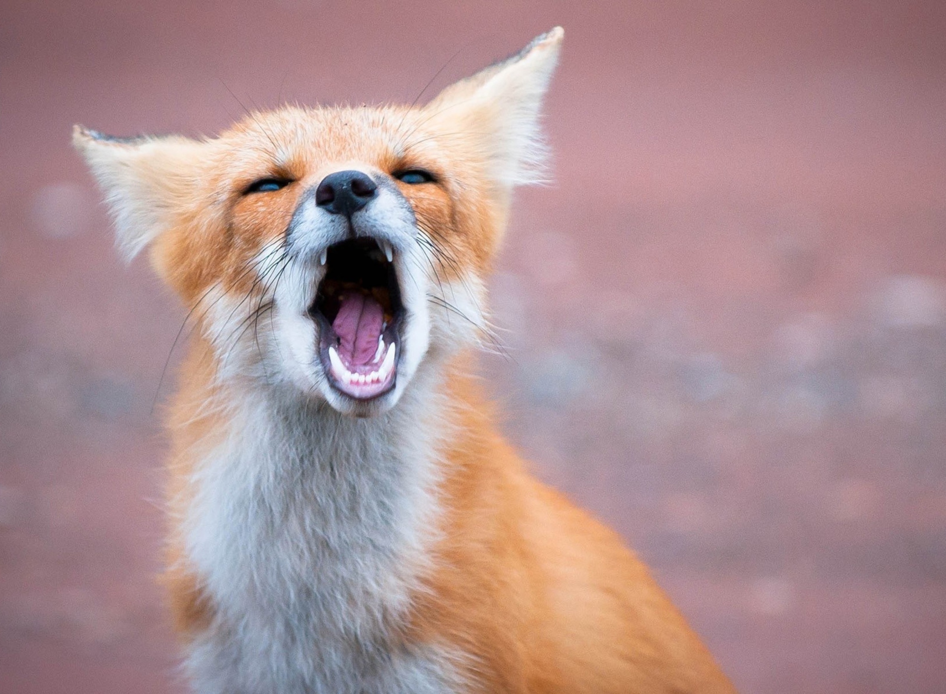 Обои Yawning Fox 1920x1408