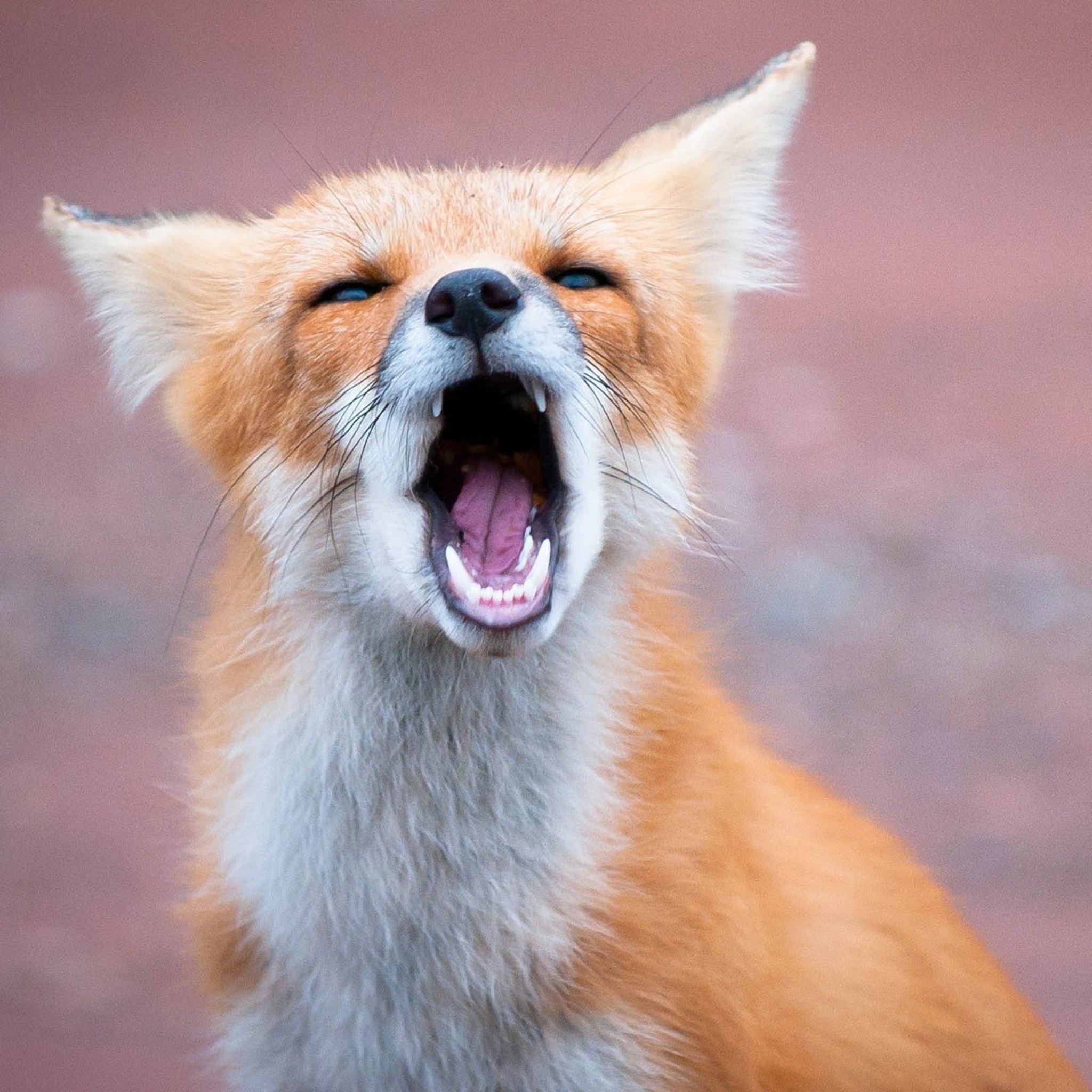 Покажи fox. Лисица. Зубы лисы. Пасть лисы. Смешные лисы.
