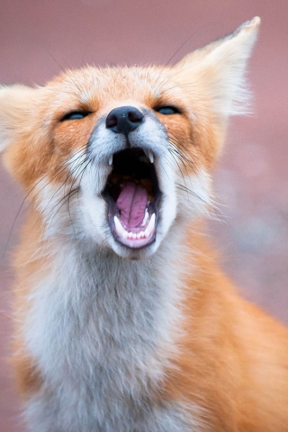 Обои Yawning Fox 320x480