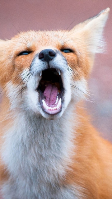 Sfondi Yawning Fox 360x640