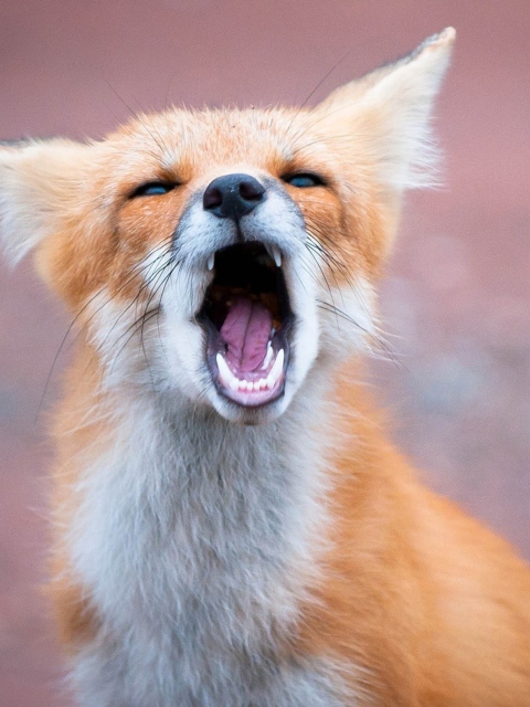 Обои Yawning Fox 480x640
