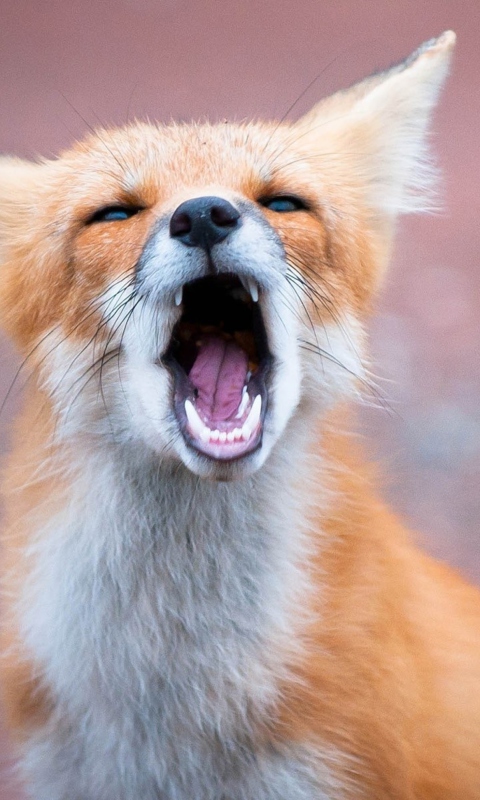 Обои Yawning Fox 480x800