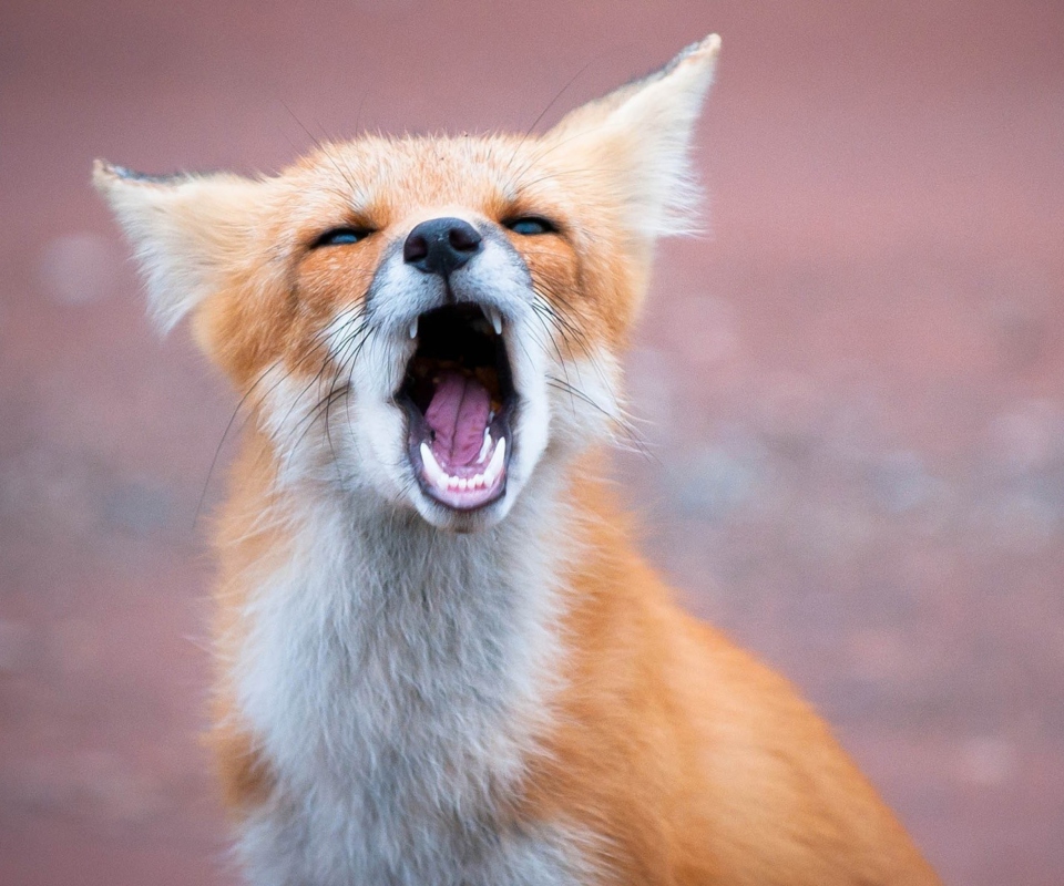 Yawning Fox wallpaper 960x800